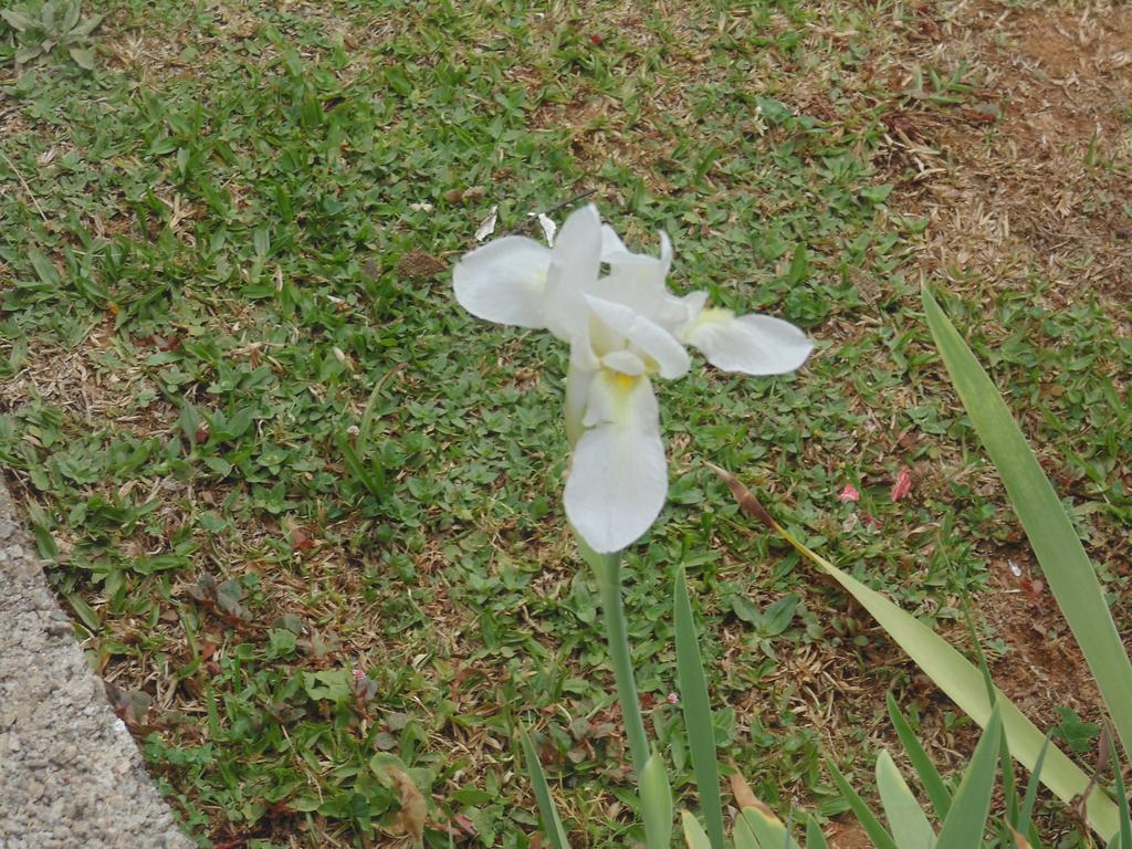 Marigu * Monte Verde (Minas Gerais)